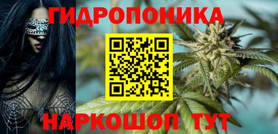 шишки Кингисепп